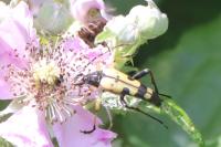Rutpela maculata
