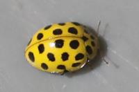 Psyllobora vigintiduopunctata