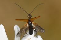 Oedemera podagrariae