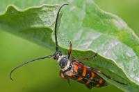 Leptura aurulenta