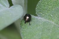 Chrysolina americana