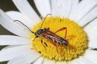 Stenopterus rufus