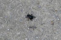 Timarcha tenebricosa