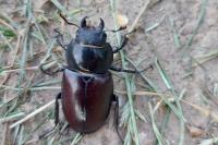 Lucanus cervus