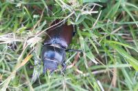 Lucanus cervus
