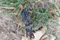 Lucanus cervus