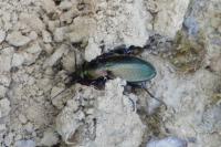 Carabus monilis