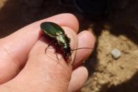Carabus monilis