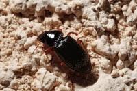 Harpalus