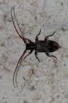 Exocentrus adspersus