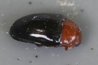 Triplax lepida