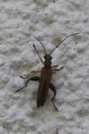 Oedemera podagrariae