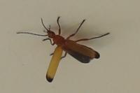 Rhagonycha fulva