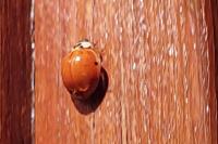 Harmonia axyridis