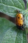 Cryptocephalus imperialis