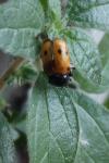 Cryptocephalus imperialis