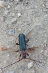 Phymatodes testaceus