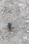 Phymatodes testaceus