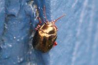 Chrysolina bankii