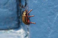 Chrysolina bankii