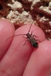 Exocentrus adspersus