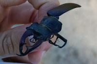 Lucanus cervus