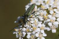 Oedemera nobilis
