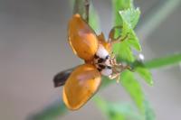 Harmonia axyridis