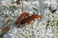 Rhagonycha fulva