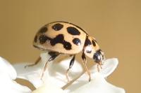 Tytthaspis sedecimpunctata