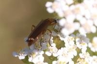 Oedemera podagrariae