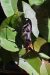 Lucanus cervus