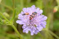 Trichodes alvearius