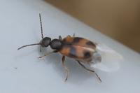 Anthicus antherinus