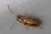 Demetrias atricapillus
