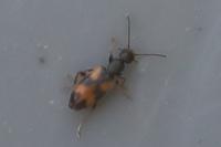 Anthicus antherinus