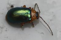 Sermylassa halensis