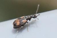 Anthicus antherinus