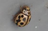 Tytthaspis sedecimpunctata