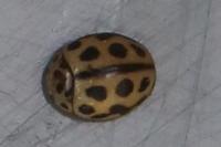 Tytthaspis sedecimpunctata