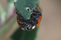 Coccinella septempunctata