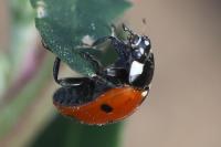 Coccinella septempunctata