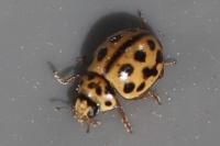 Tytthaspis sedecimpunctata