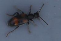 Anthicus antherinus