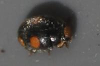 Platynaspis luteorubra