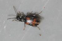 Anthicus antherinus