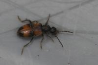 Anthicus antherinus