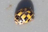 Propylea quatuordecimpunctata