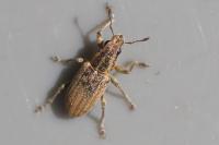 Sitona lineatus