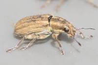 Sitona lineatus